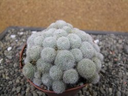 Aylostera heliosa X albiflora květináč 9 cm - 12411842