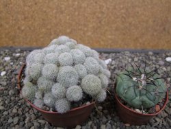 Aylostera heliosa X albiflora květináč 9 cm - 12411843