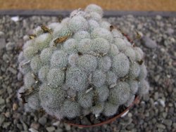 Aylostera heliosa X albiflora květináč 9 cm - 12411845