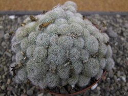 Aylostera heliosa X albiflora květináč 9 cm
