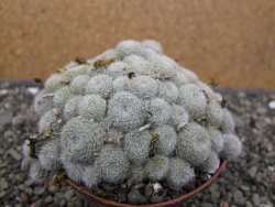 Aylostera heliosa X albiflora květináč 9 cm - 12411847