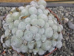 Aylostera heliosa X albiflora květináč 9 cm - 12411848