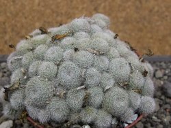 Aylostera heliosa X albiflora květináč 9 cm - 12411849