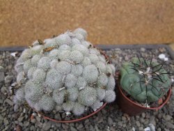 Aylostera heliosa X albiflora květináč 9 cm - 12411850