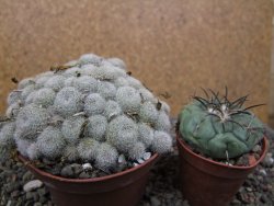 Aylostera heliosa X albiflora květináč 9 cm - 12411851