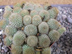 Aylostera fabrisii aureiflora, pot 9 cm - 12411853