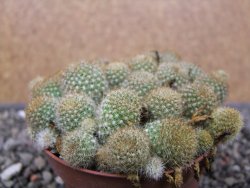 Aylostera fabrisii aureiflora, pot 9 cm - 12411855