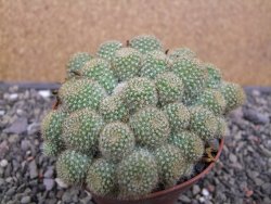 Aylostera fabrisii aureiflora, květináč 9 cm - 12411859