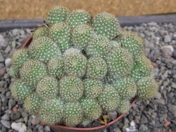 Aylostera fabrisii aureiflora, květináč 9 cm - 12411862