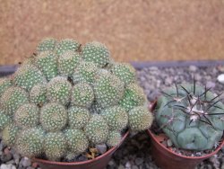 Aylostera fabrisii aureiflora, květináč 9 cm - 12411865