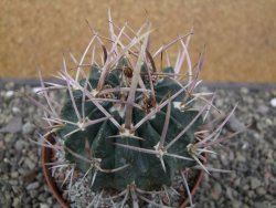 Echinofossulocactus coptonogonus Ventura, květináč 9 cm - 12411867