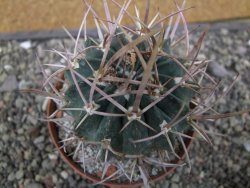 Echinofossulocactus coptonogonus Ventura, květináč 9 cm - 12411868