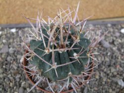 Echinofossulocactus coptonogonus Ventura, květináč 9 cm - 12411870