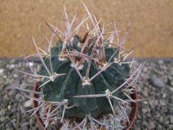 Echinofossulocactus coptonogonus Ventura, květináč 9 cm - 12411871