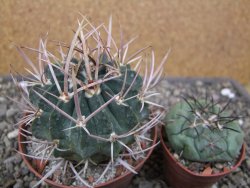 Echinofossulocactus coptonogonus Ventura, květináč 9 cm - 12411872