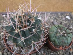 Echinofossulocactus coptonogonus Ventura, květináč 9 cm - 12411873