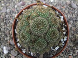Rebutia perplexa pot 8,5 cm - 12411874