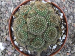 Rebutia perplexa pot 8,5 cm - 12411875