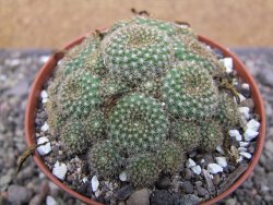 Rebutia perplexa pot 8,5 cm