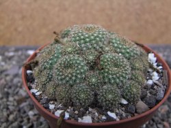 Rebutia perplexa pot 8,5 cm - 12411877