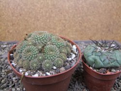 Rebutia perplexa pot 8,5 cm - 12411878