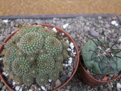 Rebutia perplexa pot 8,5 cm - 12411879