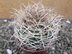 Gymnocalycium cardenasianum JO 604 pot 7 cm - 12411880