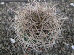 Gymnocalycium cardenasianum JO 604 pot 7 cm - 12411881