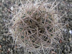 Gymnocalycium cardenasianum JO 604 pot 7 cm - 12411882