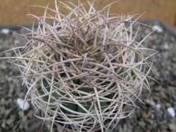 Gymnocalycium cardenasianum JO 604 pot 7 cm