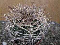 Gymnocalycium cardenasianum JO 604 pot 7 cm - 12411884