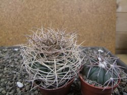 Gymnocalycium cardenasianum JO 604 pot 7 cm - 12411885