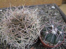 Gymnocalycium cardenasianum JO 604 pot 7 cm - 12411886