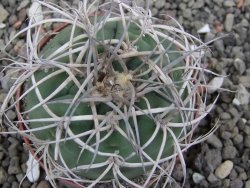Gymnocalycium cardenasianum JO 604 pot 7 cm - 12411888