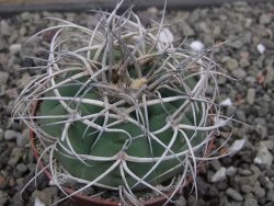 Gymnocalycium cardenasianum JO 604 pot 7 cm - 12411889