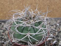 Gymnocalycium cardenasianum JO 604 pot 7 cm - 12411890