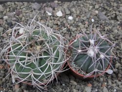 Gymnocalycium cardenasianum JO 604 pot 7 cm - 12411891