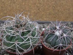 Gymnocalycium cardenasianum JO 604 pot 7 cm - 12411892