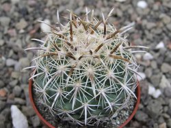 Coryphantha kracikii Diamante, Dur. pot 5,5 cm - 12411893