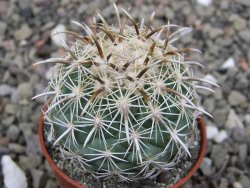 Coryphantha kracikii Diamante, Dur. pot 5,5 cm
