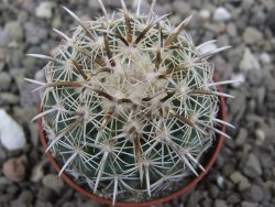 Coryphantha kracikii Diamante, Dur. pot 5,5 cm - 12411895
