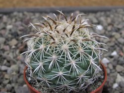 Coryphantha kracikii Diamante, Dur. pot 5,5 cm - 12411896