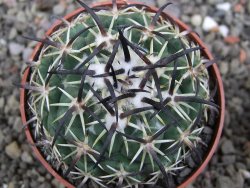 Coryphantha tripugionacantha PP1012 Tepetatita Zac. pot 6,5 cm - 12411898