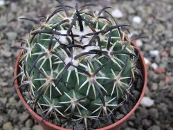 Coryphantha tripugionacantha PP1012 Tepetatita Zac. pot 6,5 cm