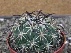 Coryphantha tripugionacantha PP1012 Tepetatita Zac. pot 6,5 cm - 12411900