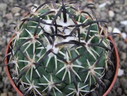 Coryphantha tripugionacantha PP1012 Tepetatita Zac. pot 6,5 cm - 12411901