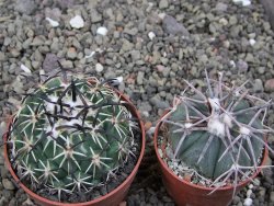 Coryphantha tripugionacantha PP1012 Tepetatita Zac. pot 6,5 cm - 12411902