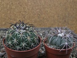 Coryphantha tripugionacantha PP1012 Tepetatita Zac. pot 6,5 cm - 12411903