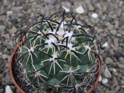 Coryphantha tripugionacantha PP1012 Tepetatita Zac. pot 6,5 cm - 12411905