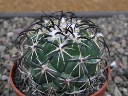 Coryphantha tripugionacantha PP1012 Tepetatita Zac. pot 6,5 cm - 12411907